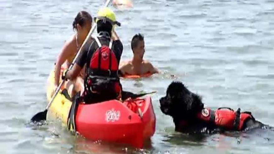 Bruno, el primer perro de rescate de España