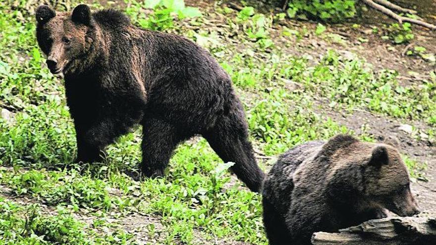 Dos ejemplares de oso pardo.