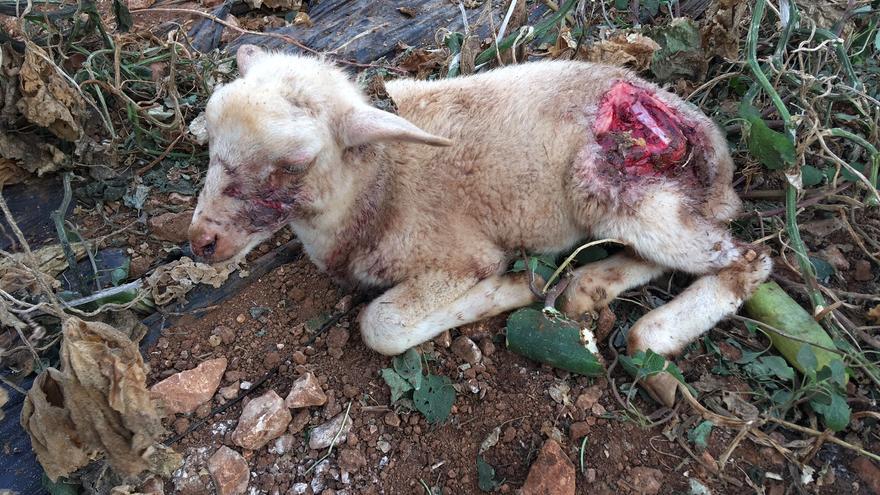 Dos perros sueltos provocan una matanza de corderos en Puntiró