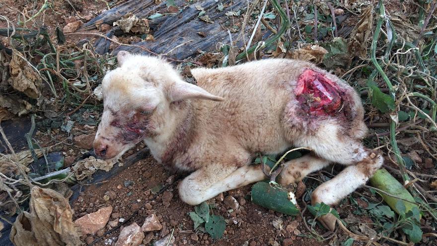 Dos perros sueltos provocan una matanza de corderos en Puntiró