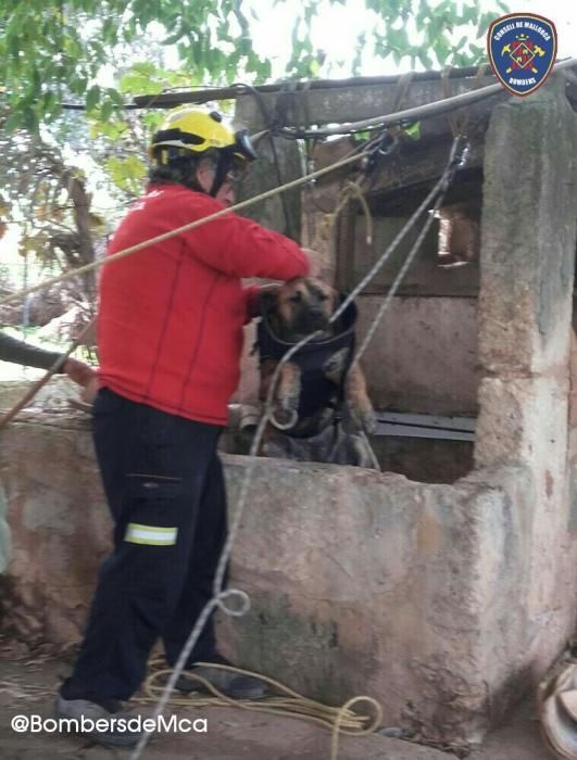 Los Bombers de Mallorca rescatan una perra que cayó en un pozo en Inca