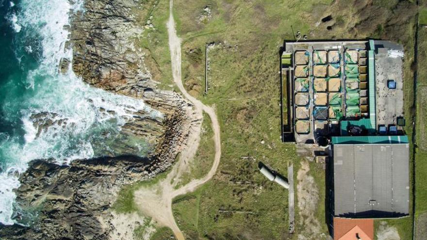 Piscifactoría de Seráns (Porto do Son). Esta piscifactoría, situada a escasos metros del mar, apuesta por la canalización del agua, evitando los envites del mar, para abastecer y criar el pescado en las piscinas situadas en un recinto a modo de retícula.  | DAVID GARCÍA-LOUZAO