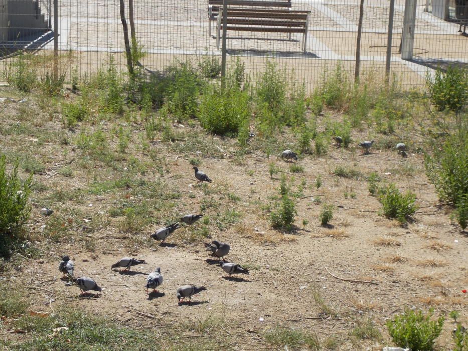 Brutícia i deixadesa al sector universitari de Man