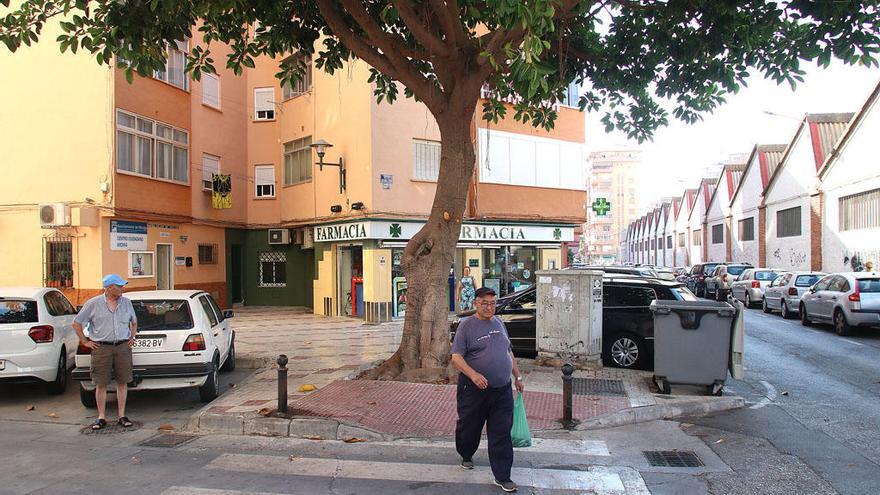 El ficus, delante del paso de cebra, ayer.