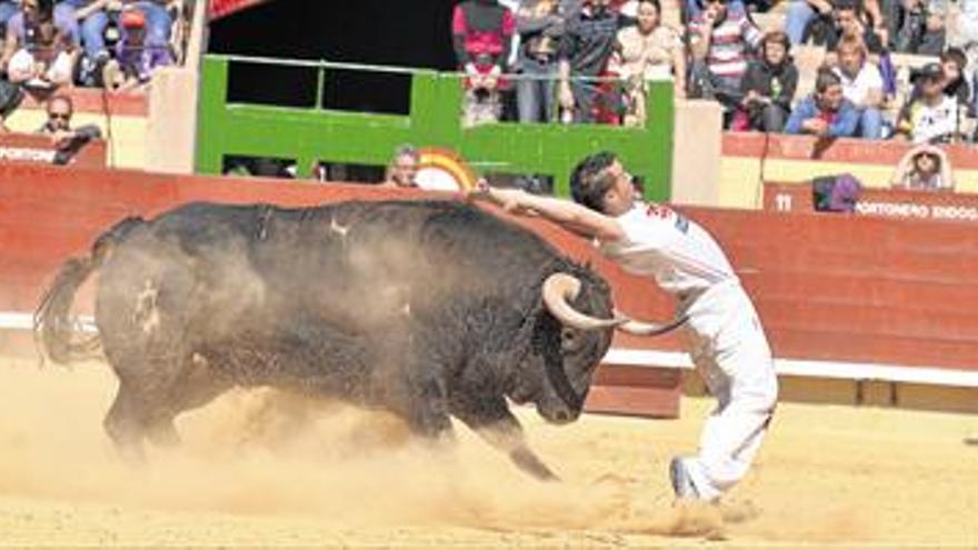 El toreo a cuerpo limpio en la capital mundial del toro de calle