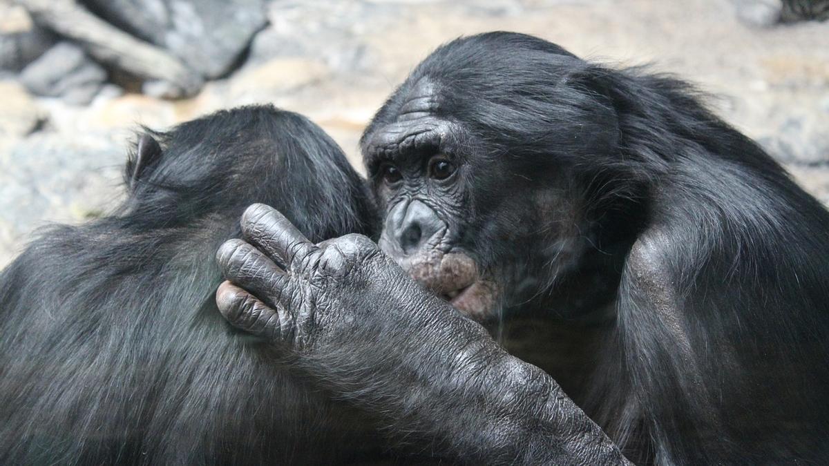 En els primats no humans, l'homosexualitat és freqüent tant en mascles com en femelles.