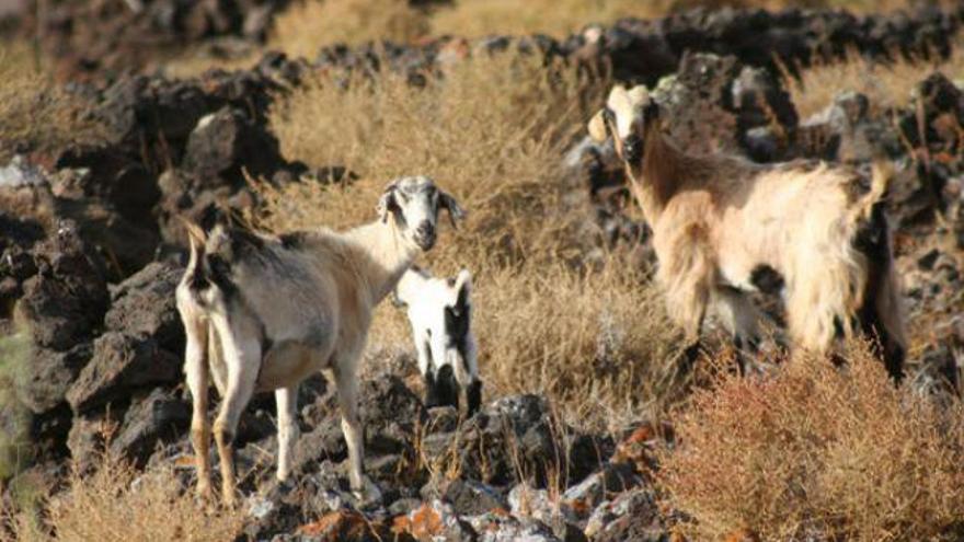 Betancuria usará armas para eliminar las cabras que pasten sin control