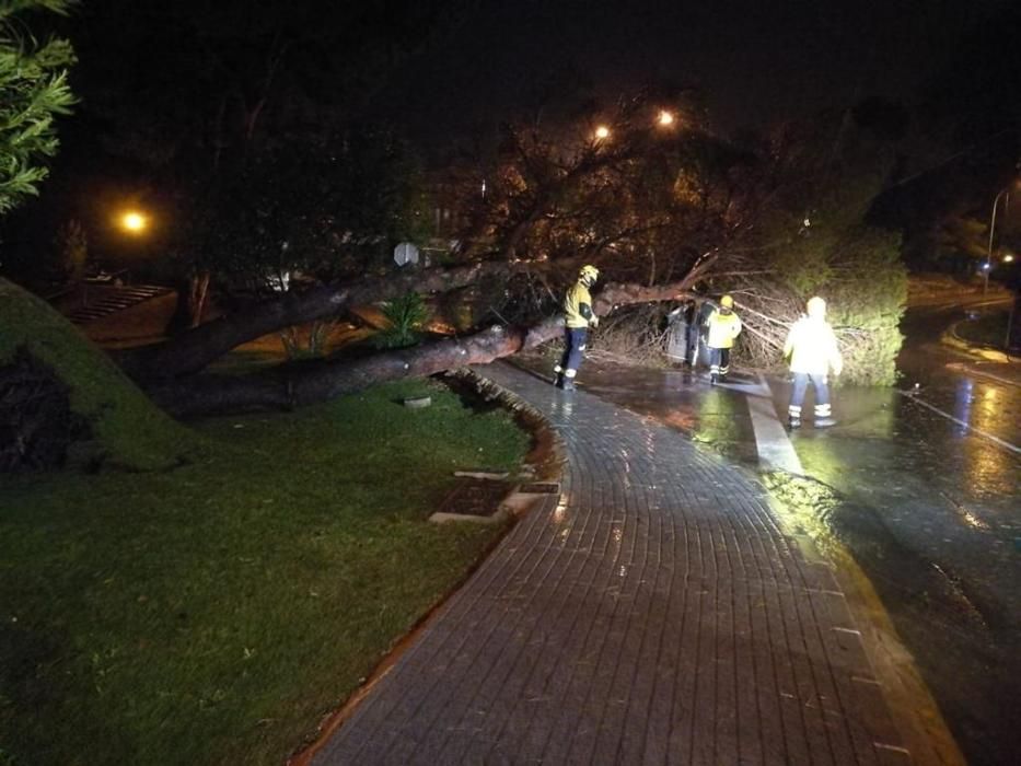 Imágenes de la caída de un árbol en Almoradí.