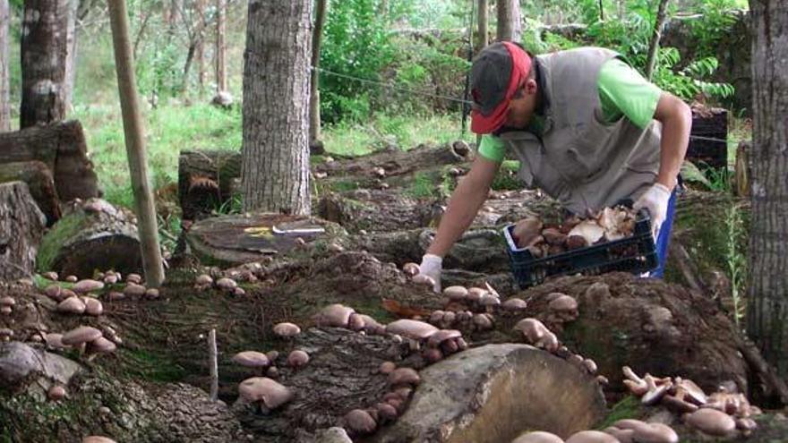 Un hombre recoge los hongos en pleno bosque