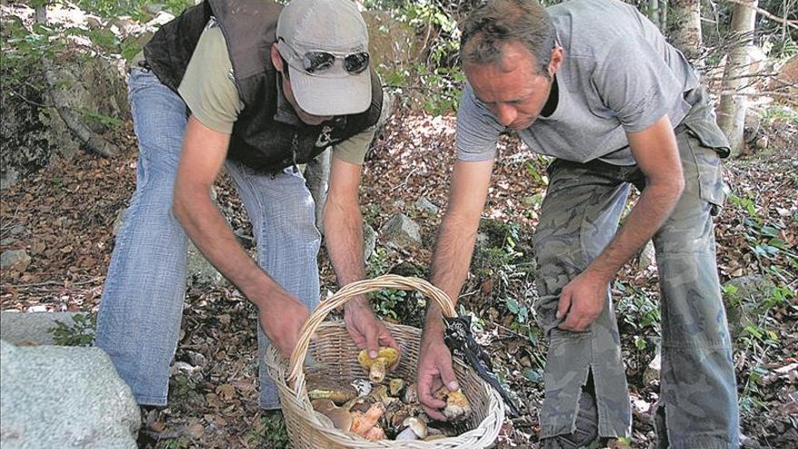 El interior pide buenas prácticas por el ‘boom’ previsto para buscar setas