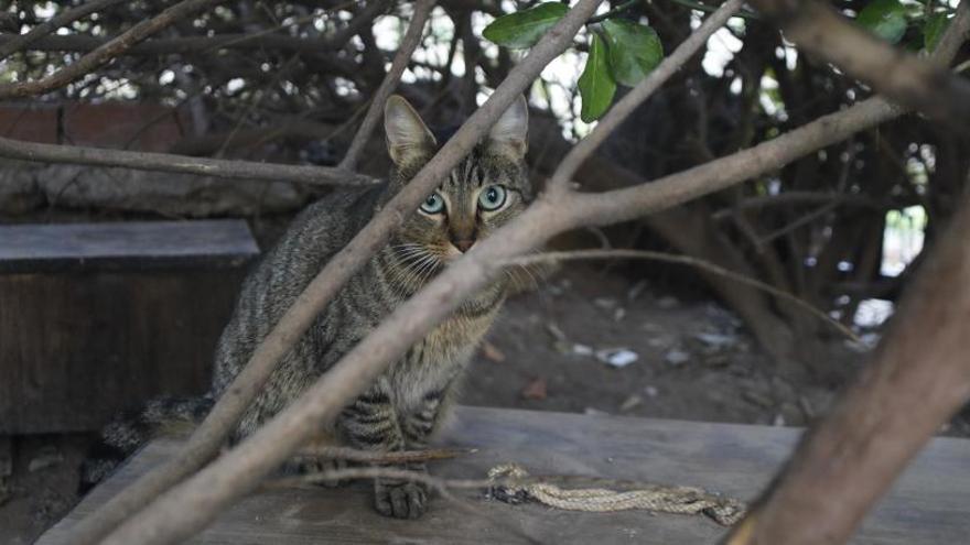 Colonia felina en el Río Túria