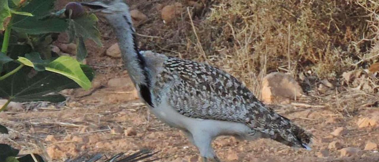 Imagen de una hubara comiendo higos en las gavias de Garcel, en el municipio de La Oliva. | | LP/DLP