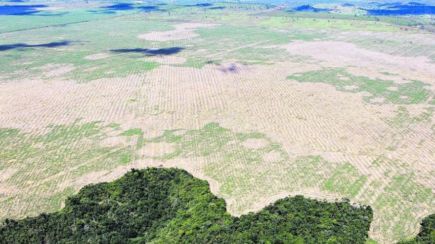 Bosque amazónico arrasadoen Brasil.