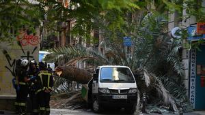 Muere una mujer al caerle encima una palmera en el Raval de Barcelona.