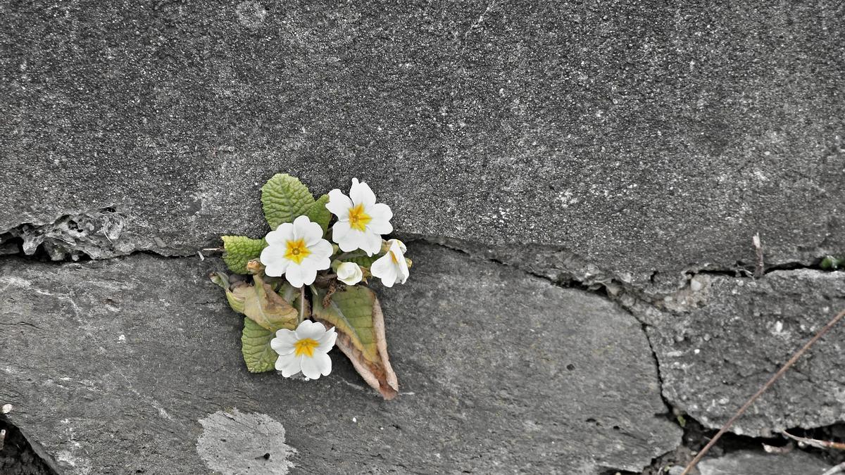 Algunas plantas crecen en las grietas de las rocas