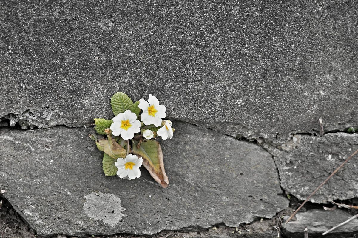 Algunas plantas crecen en las grietas de las rocas