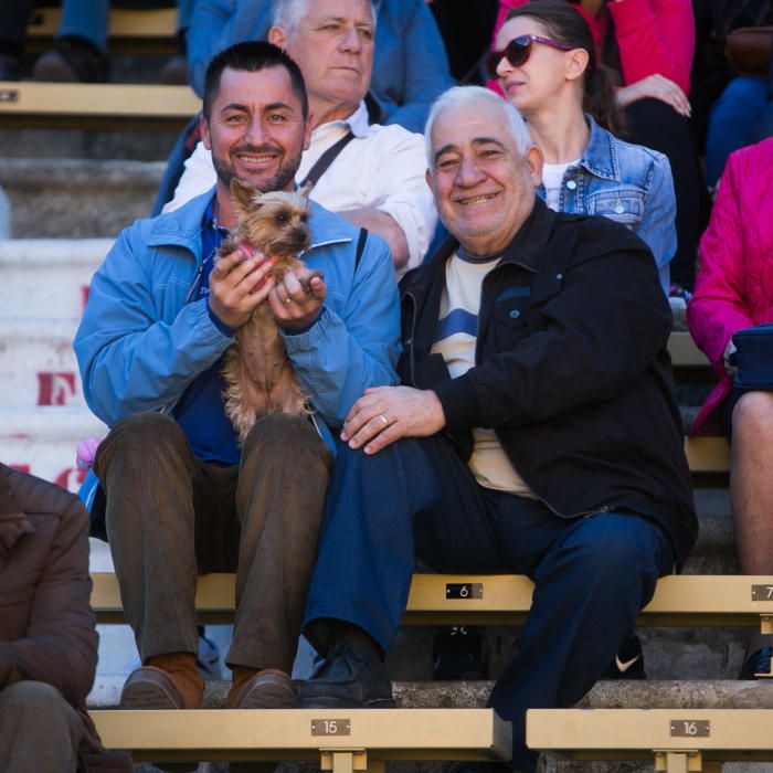 Bendición de los animales por el día de San Antón