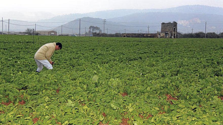 Un agricultor trabaja en un campo de patatas en las ´marjals´ de sa Pobla.