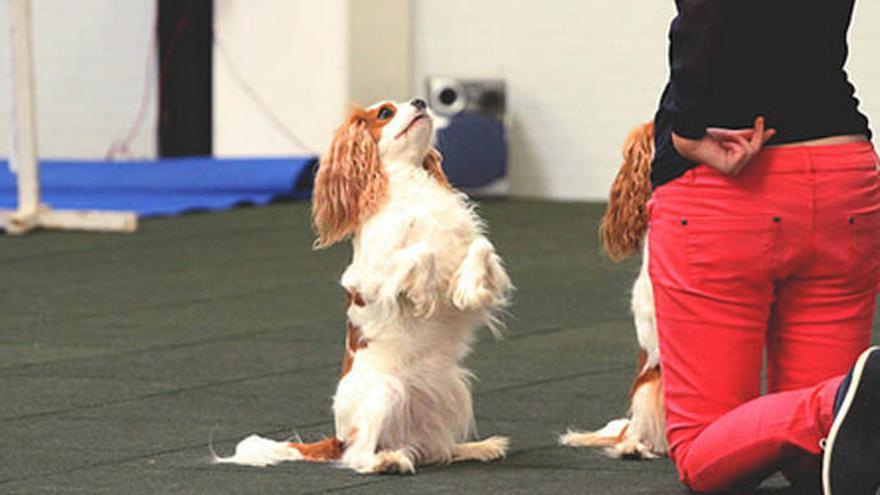El evento acogerá el campeonato del mundo de &#039;Dog Dancing&#039;.