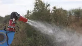 La lucha del hijo de la última fallecida por el virus del Nilo: 'Fui muy pesado, tenía el runrún del mosquito en la cabeza'