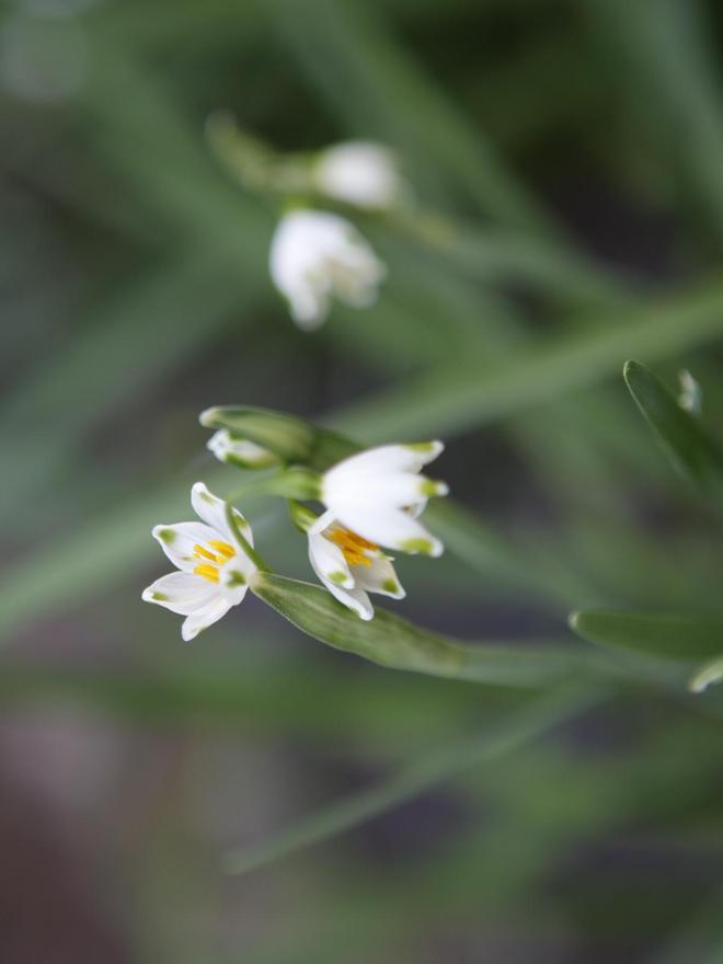 Die Sommer-Knotenblume.