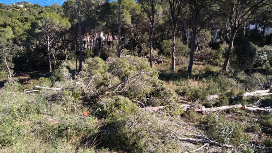 Arbres talats a Aigua Xelida a Palafrugell