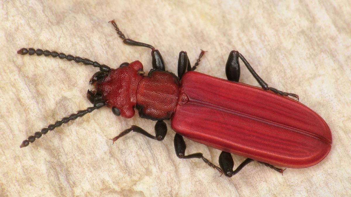 Un ejemplar de 'Cucujus cinnaberinus'