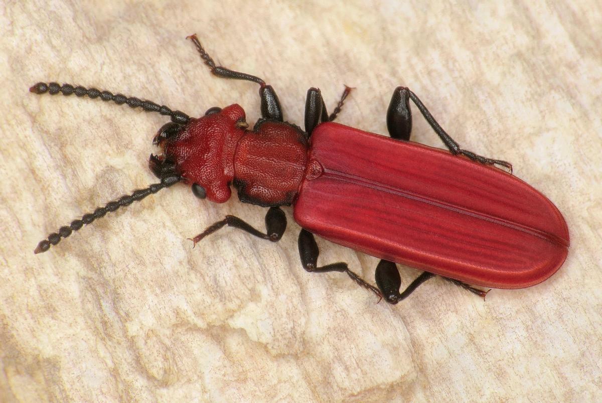 Un ejemplar de 'Cucujus cinnaberinus'