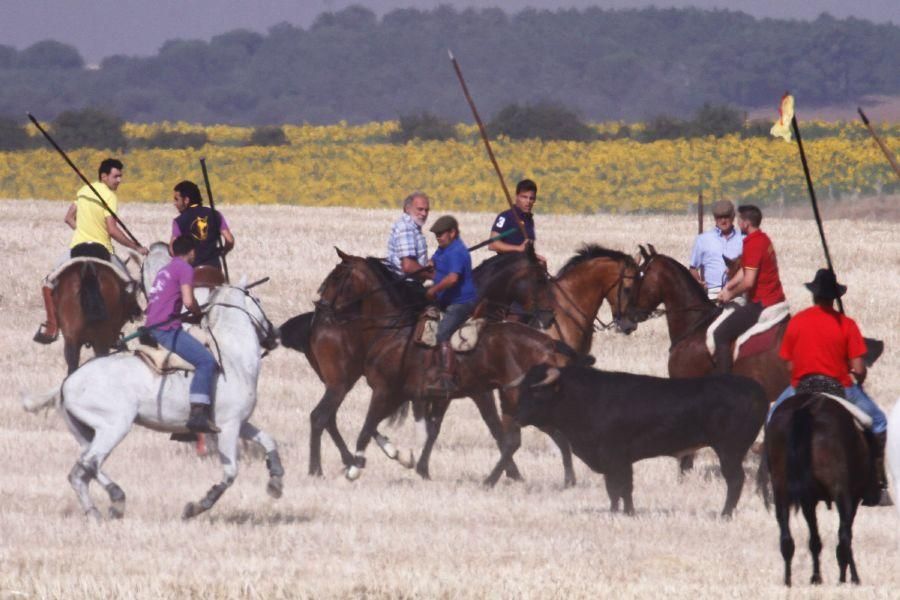 Fiestas en Zamora: Encierro campero en VIllaescusa