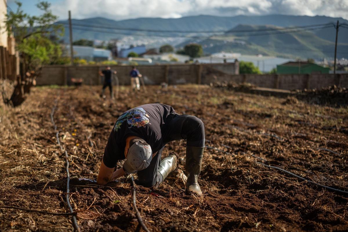 El consejero de Agricultura, Ganadería, Pesca y Soberanía Alimentaria del Gobierno de Canarias, Narvay Quintero, visita una finca en Los Baldíos, donde el Ejecutivo canario, en colaboración con viticultores de las Denominaciones de Origen Protegidas de Vino de las islas, desarrolla un proyecto piloto con patrones americanos de viña para evaluar su resistencia a la filoxera