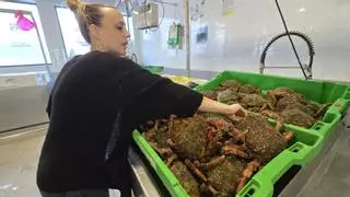 Ya es oficial: el centollo se va de veda en toda Galicia