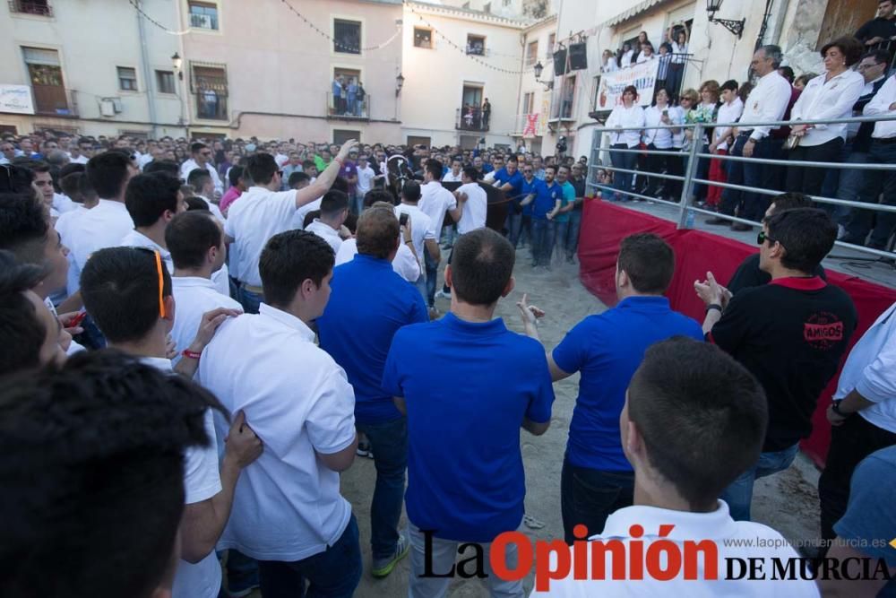 Caballo a pelo Caravaca (Desfile)