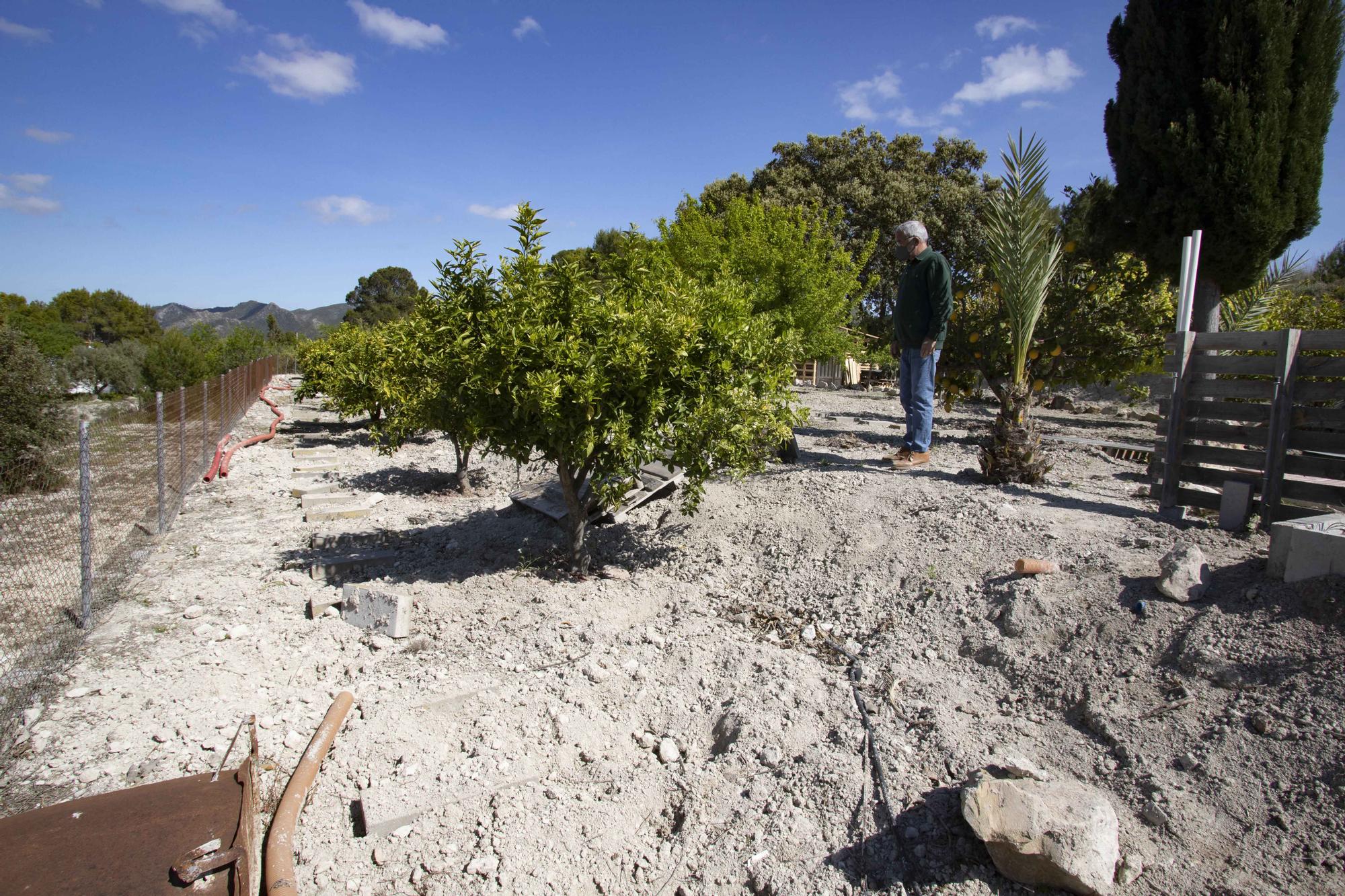 Los jabalíes destrozan parcelas de la urbanización Bixquert