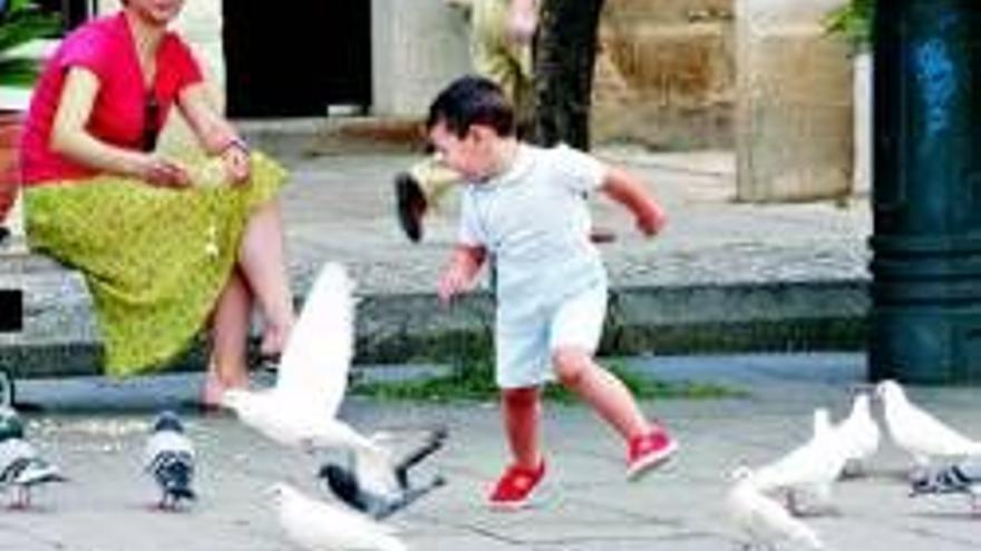 Estudian cómo erradicar las palomas del centro urbano sin exterminarlas