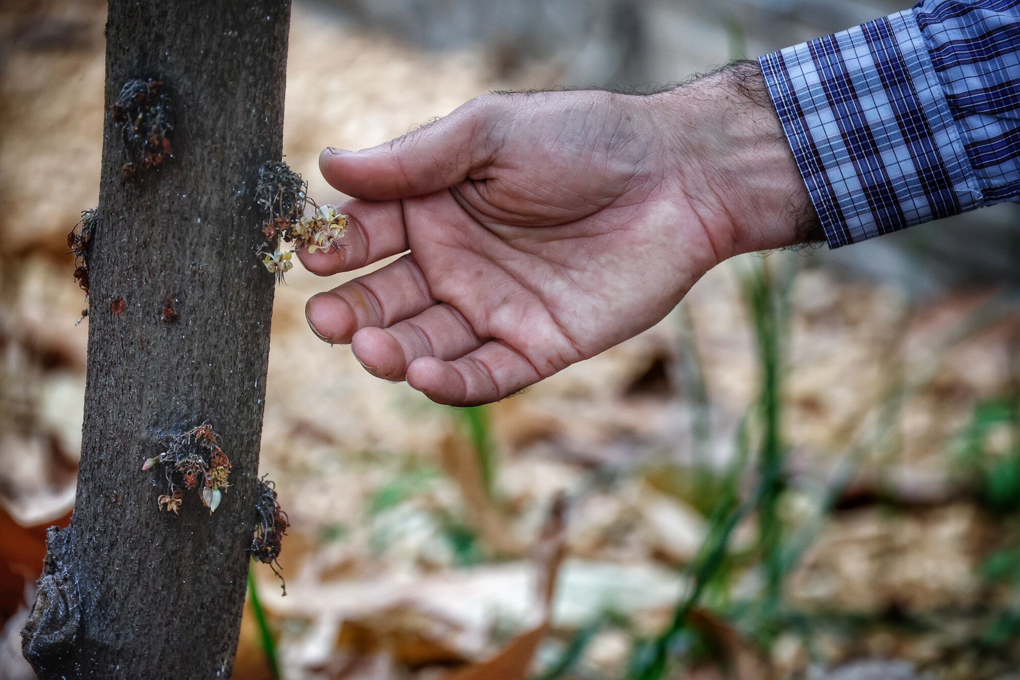 Finca de cacao en Valle de Guerra