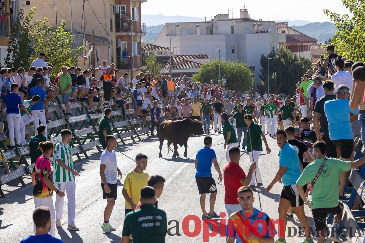 Quinto encierro de la Feria del Arroz de Calasparra