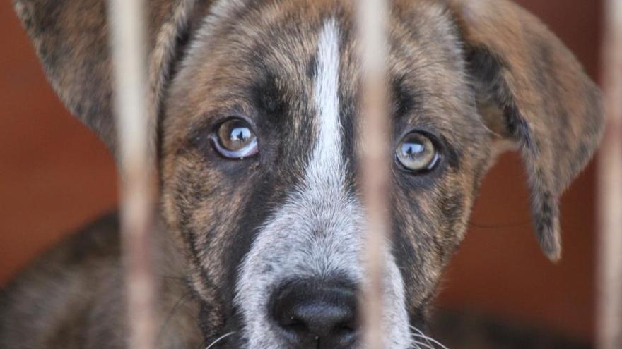 ¿Está en nuestra mano acabar con el abandono animal?