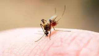 ¿Por qué los mosquitos siempre te pican a ti? Este es el motivo