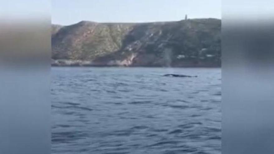 Ballenas en les Rotes de Dénia