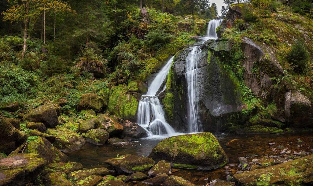 La selva negra Alemania