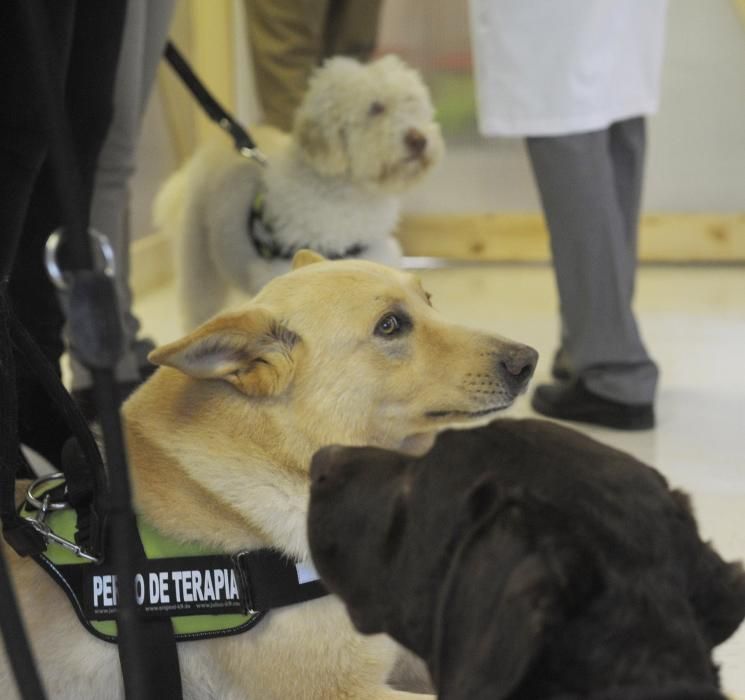 El Materno, pionero en terapia con animales