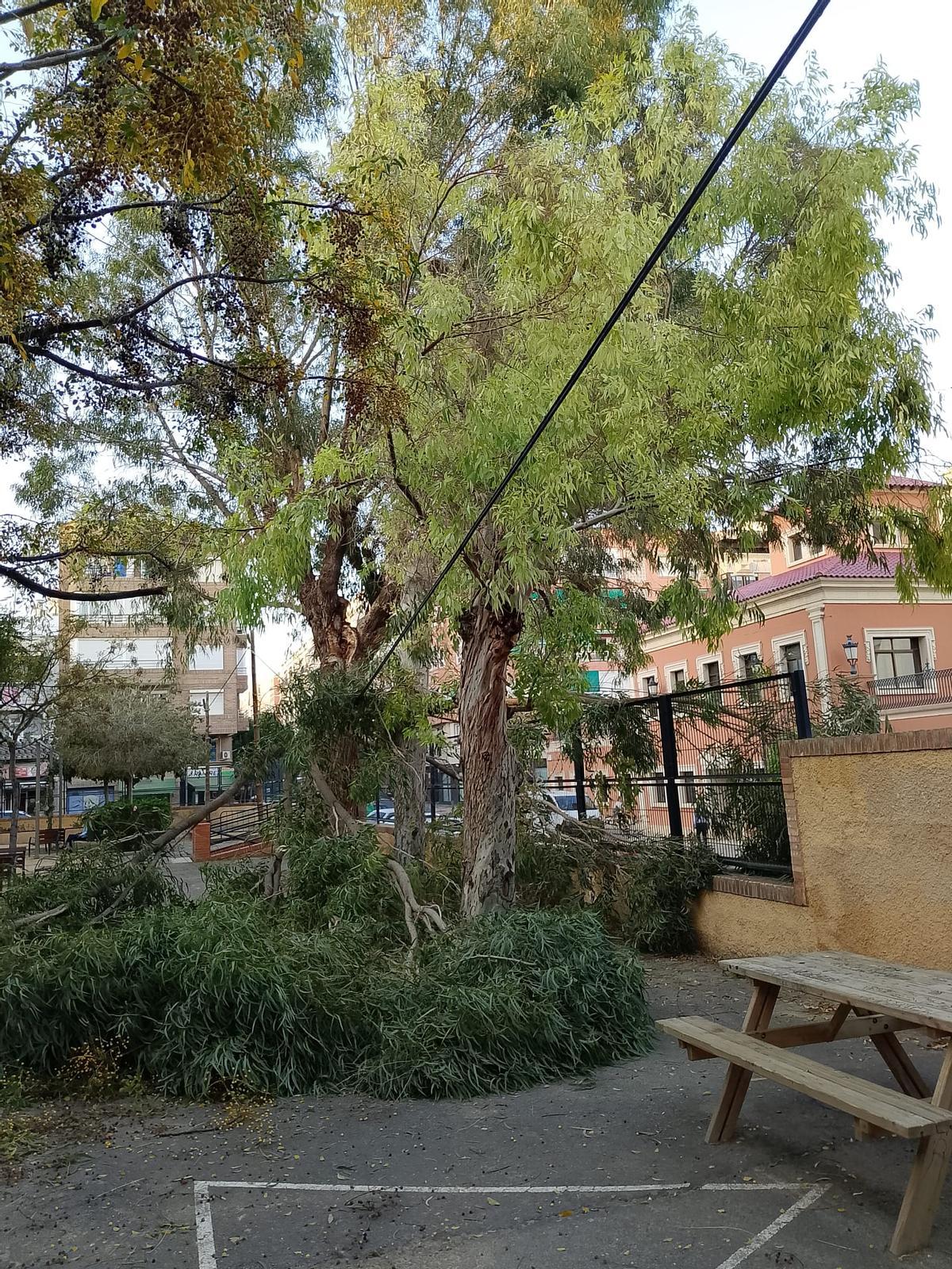 Rama de eucalipto desprendida en Benalúa, en Alicante.