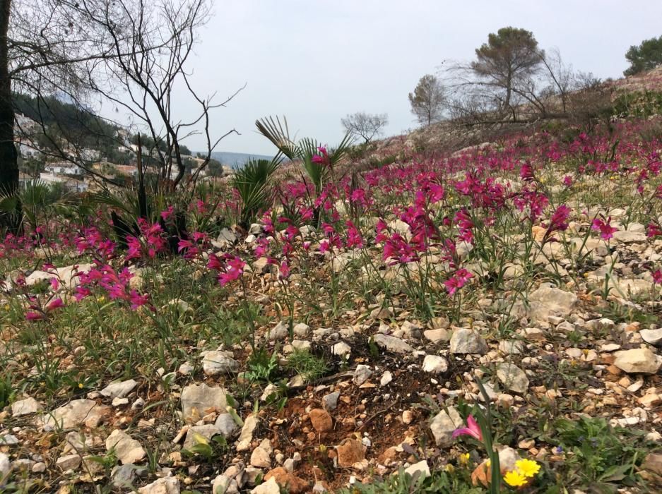 Las flores salpican la Granadella.