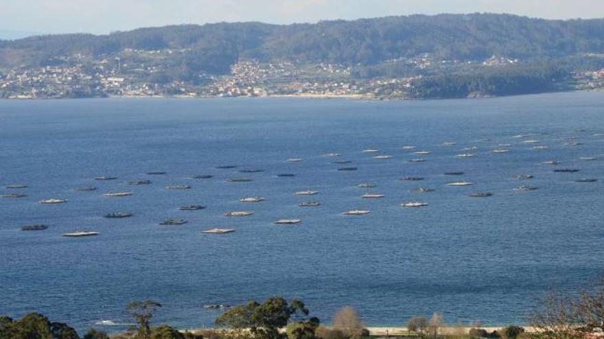 El polígono de bateas cerrado en aguas de Bueu está entre Agrelo y Lapamán.  // Gonzalo Núñez