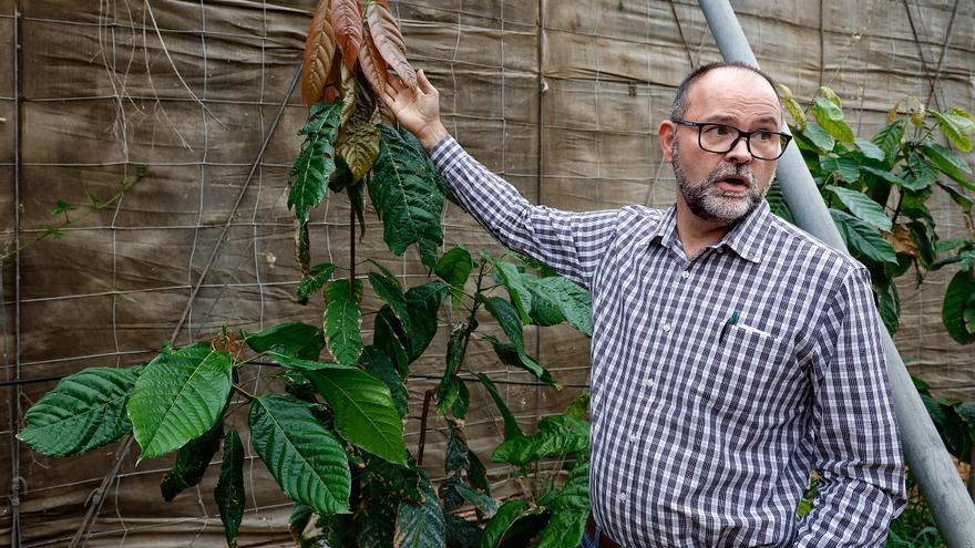 Finca de cacao en Valle de Guerra
