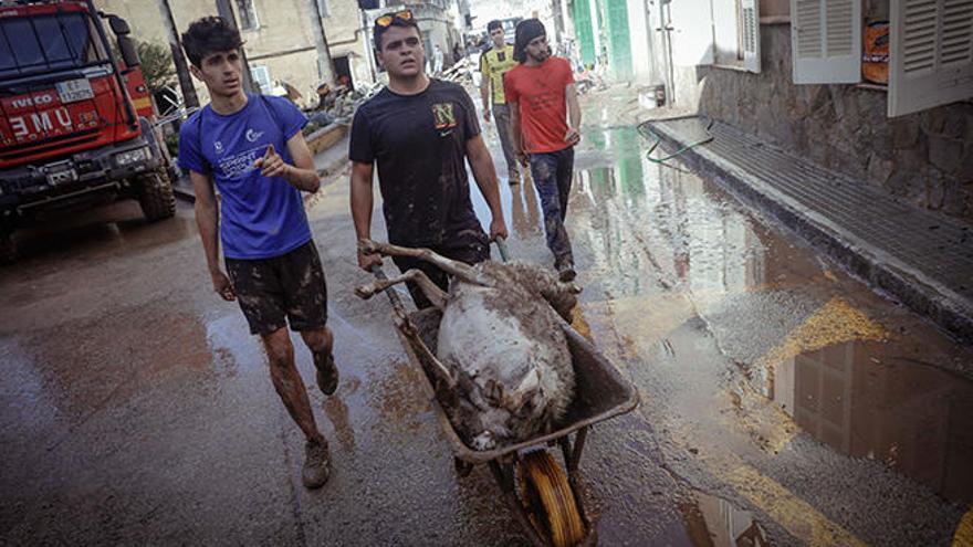 Recogidos más de cien animales muertos por las inundaciones