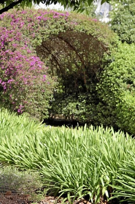 In den Jardines von Marivent: alte Bäume, organische Formschnitte und viel Grün. Ein botanischer Rundgang mit der Gartenarchitektin Erika Könn.