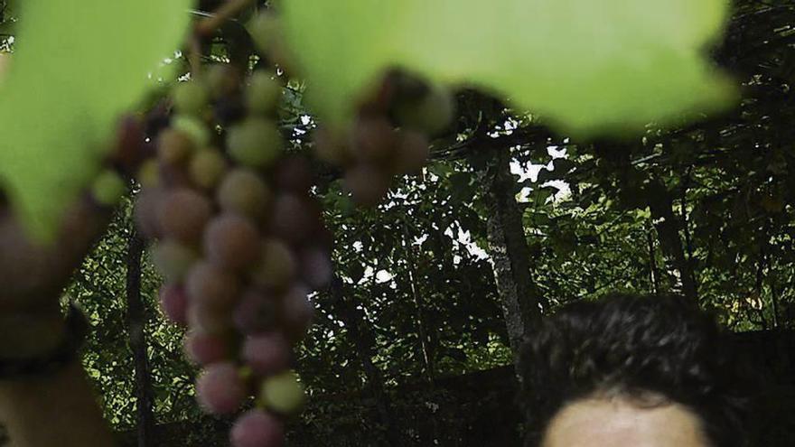 Un joven realiza la vendimia en la comarca de O Salnés. // Iñaki Abella