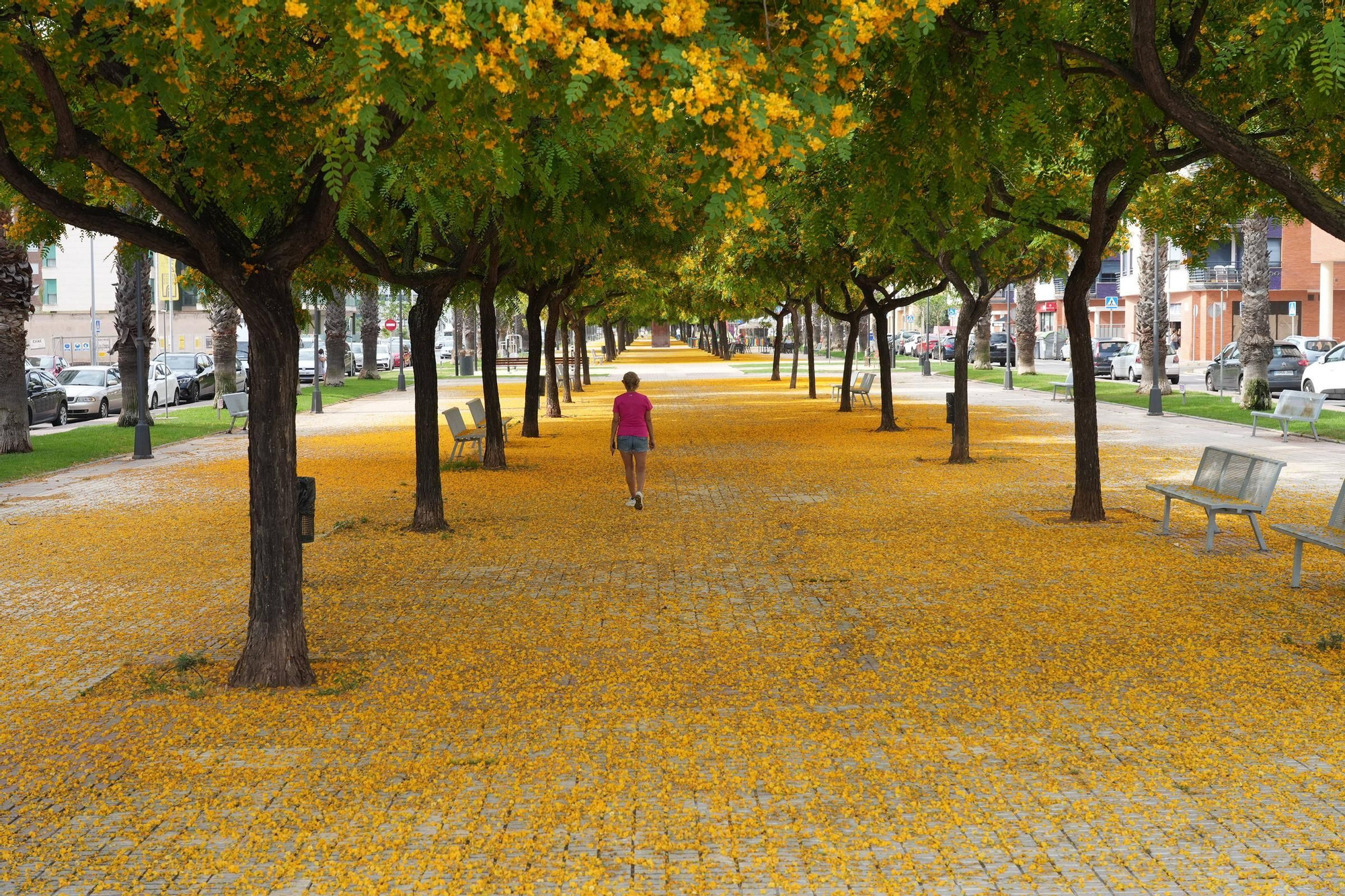 La floración tiñe las calles de Castelló