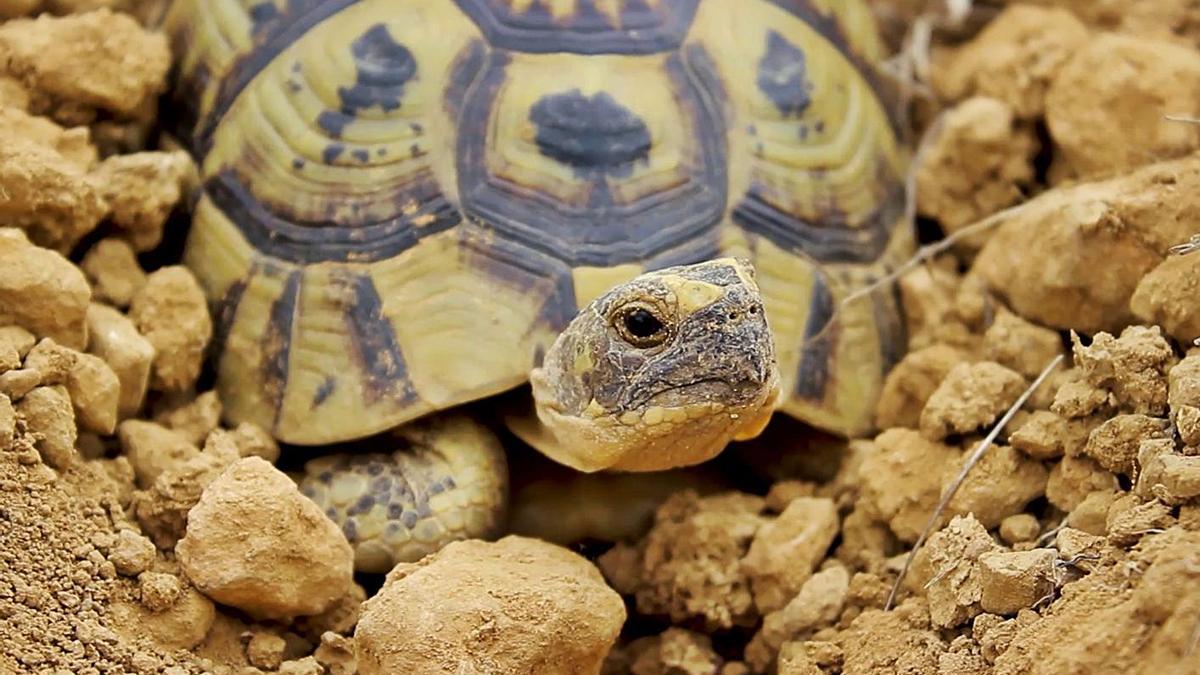 Un ejemplar de tortuga, junto a parte del equipo en Marruecos y la imagen de una pastora. |